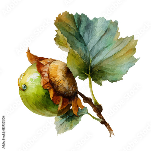 Watercolor painting of Wild Hazelnut, vector illustration, isolated on white background.