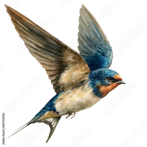 Fotografía A watercolor painting of Swift, vector illustration on white background