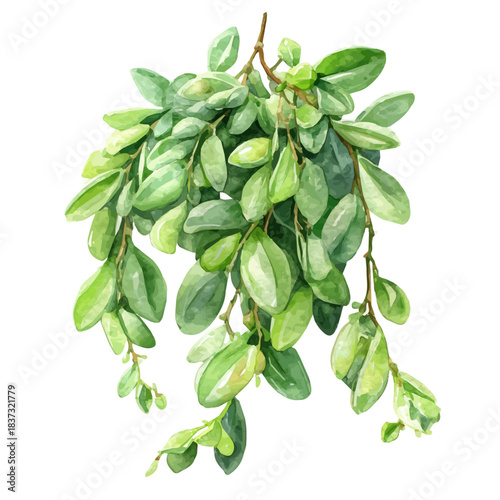 Trailing Jade, watercolor painting, vector illustration, isolated on a white background.