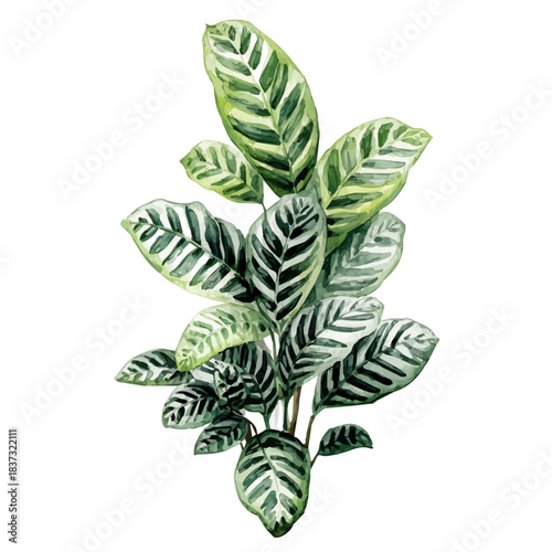 Watercolor illustration of Zebra Plant, vector artwork, isolated on white background.
