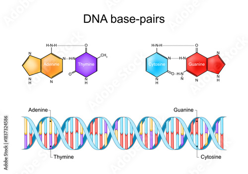 DNA base-pairs. Structure of DNA. Skeletal chemical formula of Cytosine, Guanine, and Thymine, Adenine