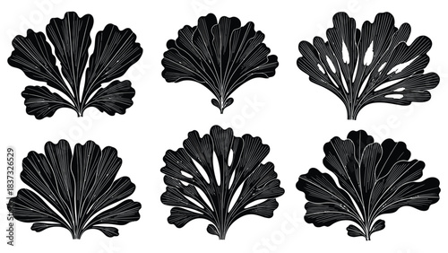 Black and white botanical illustration of six fern like plant specimens