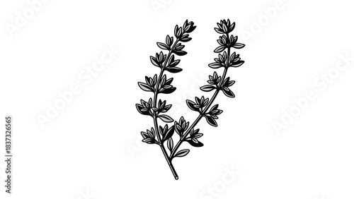 Detailed botanical illustration of a sprig of thyme with delicate foliage