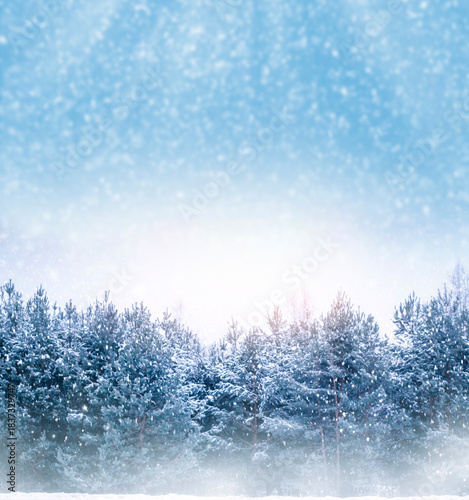 Blurred winter landscape. Snow. Blizzard. Forest in snow. Pine trees.