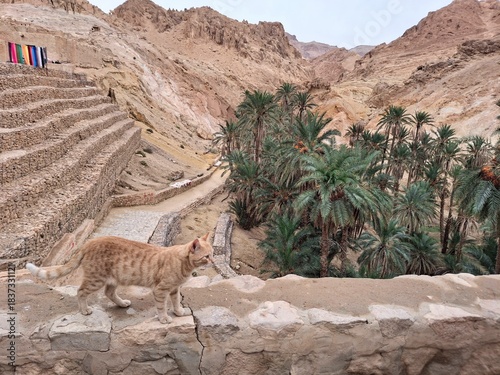 A ginger cat walking along a stone wall overlooking the lush palm oasis of Chebika in the Sahara Desert of Tunisia. Scenic mountain landscape with date palms, rocky formations and desert colors. 