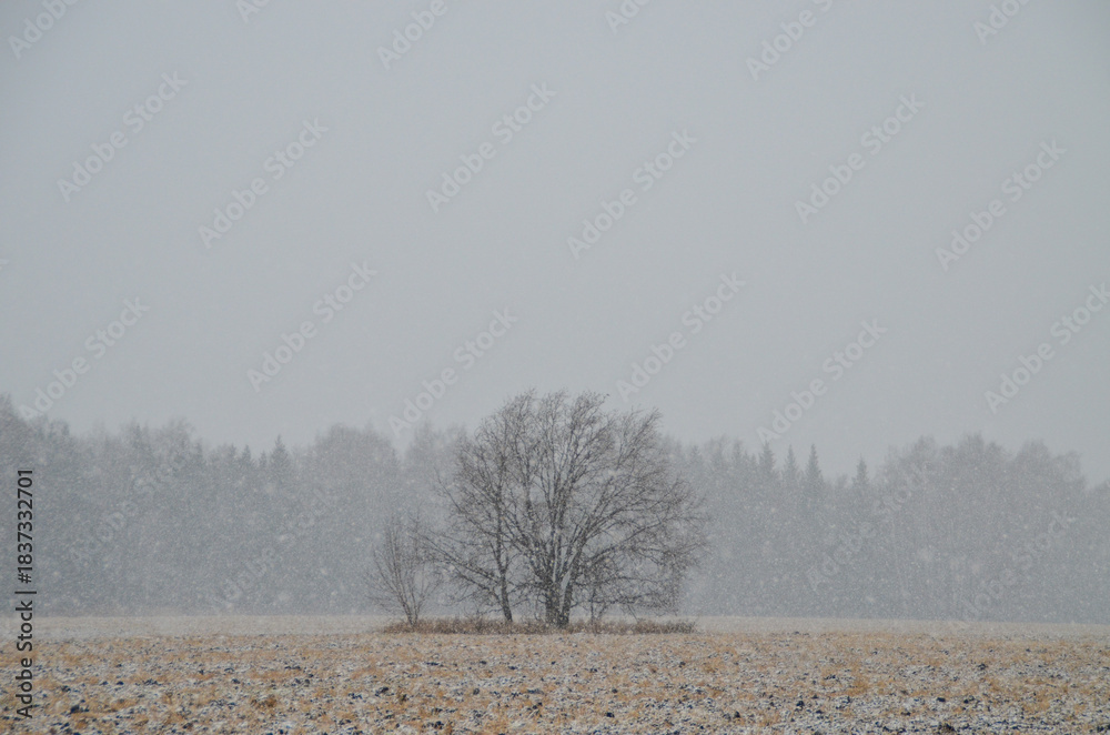 custom made wallpaper toronto digitaltrees in the snow