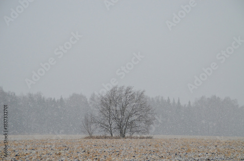 Wallpaper Mural trees in the snow Torontodigital.ca