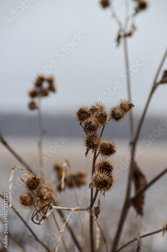Wallpaper Mural dry grass in the snow Torontodigital.ca