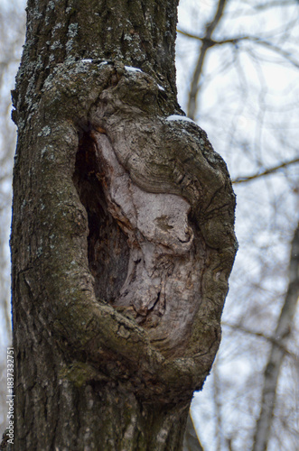 Wallpaper Mural old tree trunk Torontodigital.ca