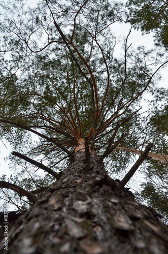 Wallpaper Mural tree in the forest Torontodigital.ca
