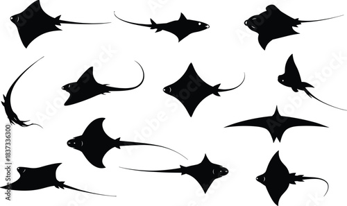 Silhouettes of 12 Ray and Skate Species Highlighting Morphological Diversity for Marine Biology, Taxonomy, and Educational Illustration Projects