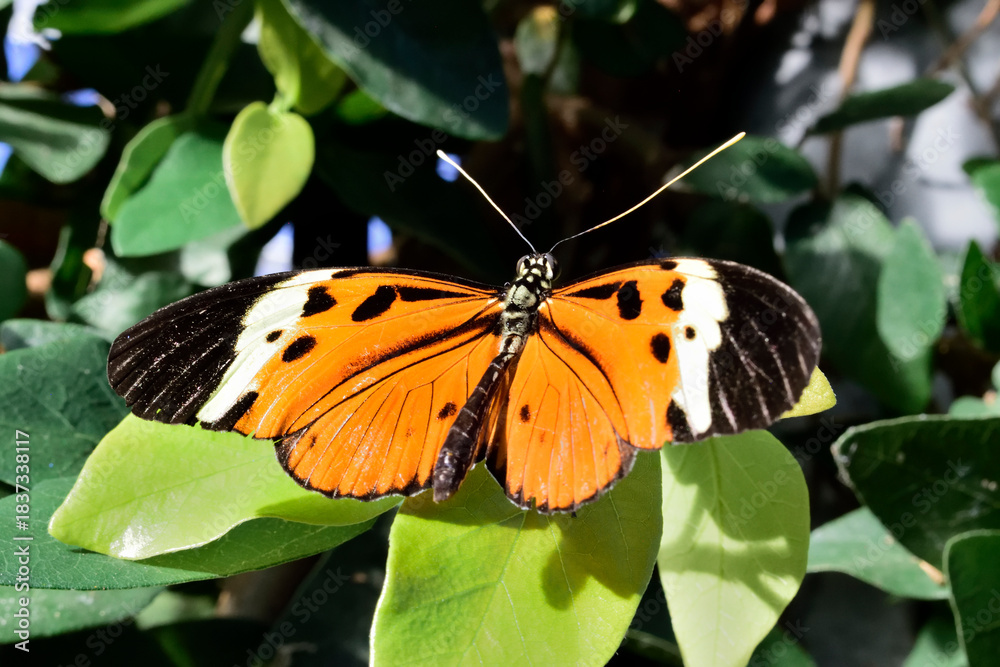 Obraz premium Plain Tiger butterfly on a leaf