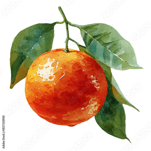 Watercolor painting of Tangerine, vector illustration, isolated on white background.