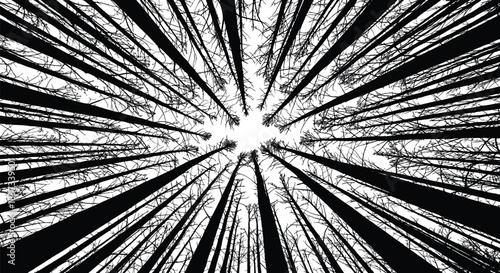 Forest canopy, tree silhouette, upward view, leafless branches, radial pattern, nature contrast, black outline, dramatic sky, woodland art, perspective