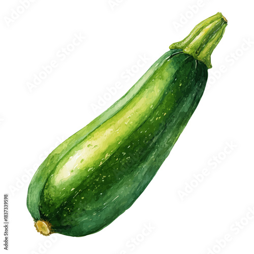 Watercolor-style vector illustration of Zucchini, isolated on a clean white background.