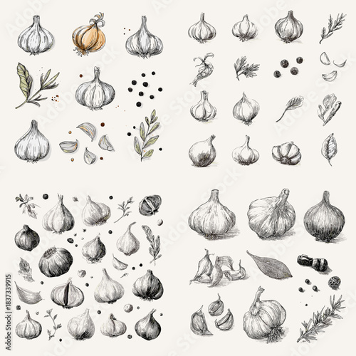Hand drawn garlic illustrations featuring whole bulbs, cloves, herbs, and spices in vintage style. Perfect for culinary artwork, kitchen decor, recipe graphics, farm designs, and botanical sketches.