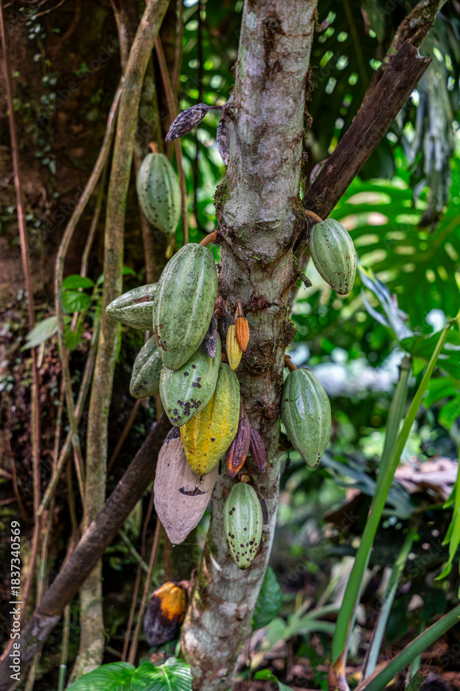 Fototapeta premium Cacao pods growing on a tree trunk in the Peruvian rainforest, with different ripening stages surrounded by tropical vegetation.