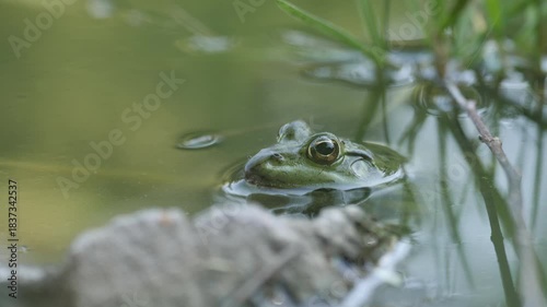 Green frog peeking above calm pond surface in natural habitat.