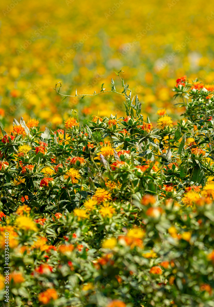 Fototapeta premium Blooming orange safflower close-up. Safflower fields against the backdrop of mountains. Industrial cultivation of safflower for oil production.