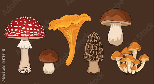 Colorful variety of mushrooms on dark background