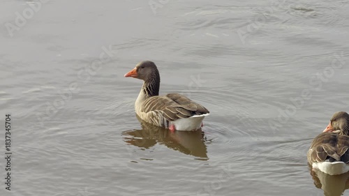 Greylag goose (Anser anser) swimming in a river or lake near the waterfront. Animal wildlife in a natural area in Germany. The wild bird is ringed.