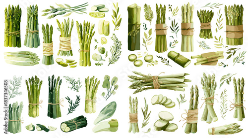 Watercolor illustration set of asparagus bundles, stalks, slices, and leafy greens. Perfect for food packaging, recipe graphics, farm designs, culinary artwork, and healthy vegetable themes.