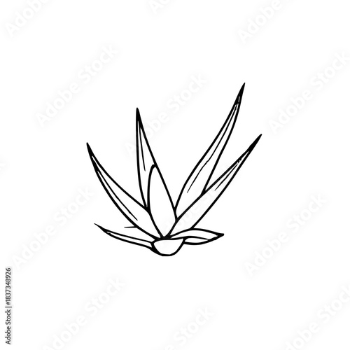 Black line art single aloe vera leaf on white back