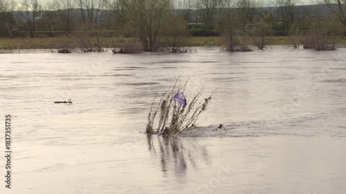 Flood event of the Elbe river in Dresden, Germany. Purple rubbish hanging in a bush due to high water levels. Dangerous flow bringing driftwood and waste into the environment.