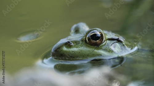 Extreme close-up of frog eye emerging above still pond water.
