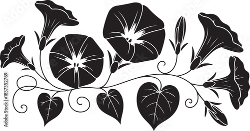 morning glory, the September birth month flower, with blooms, leaves, and vines in a decorative floral. Vector black silhouette. with white background