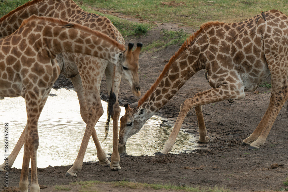 Obraz premium Girafe du Cap