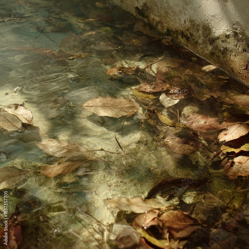 fallen leaves in stagnant water transparent background cutout
