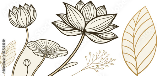 Lotus flowers white