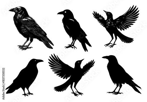 Collection of six black silhouette crows in various poses