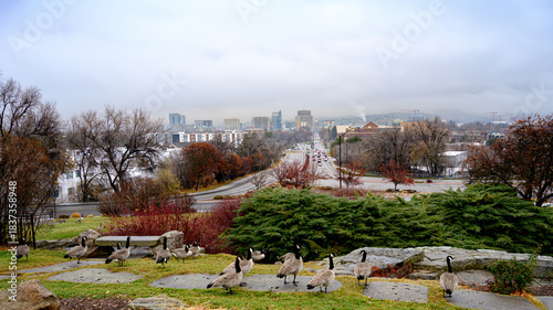Wild geese enjoy the view of Boise skyline