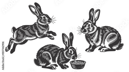 Three isolated vector black and white rabbits in different poses: jumping, eating, and sitting