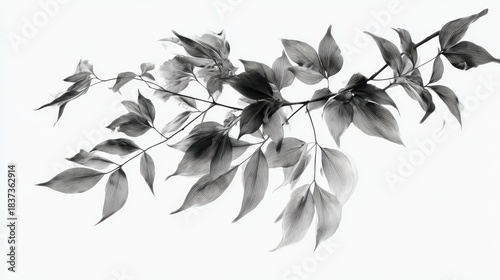 Wallpaper Mural elegant black and white botanical art  hanging plant with delicate leaves Torontodigital.ca