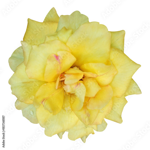 Wallpaper Mural yellow rose isolated on white background Torontodigital.ca