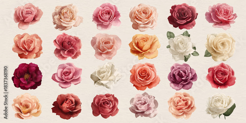 Collection of beautiful blooming roses in various soft pastel and deep rich colors