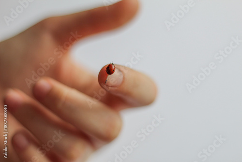 Ladybug on Fingertip Macro Close-up