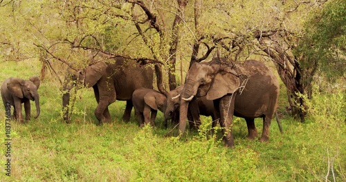 Elephants and calves shelter from the sun in the shade of trees in South Africa.