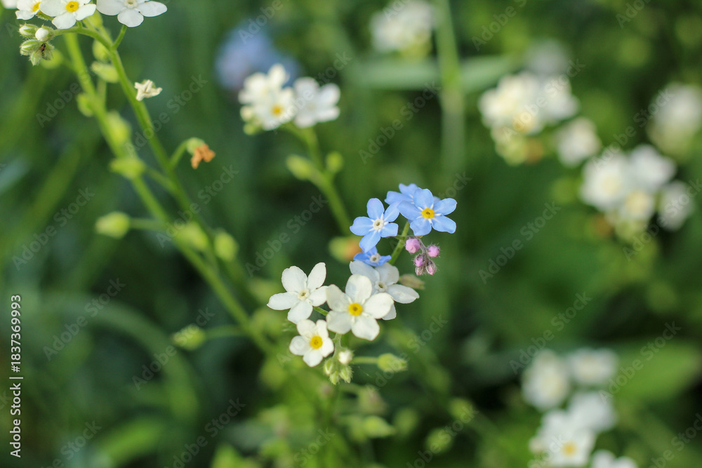 custom made wallpaper toronto digitalForget me not blue and white wildflowers in garden