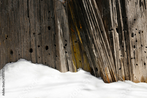Tree wood, textured with striations and holes, with snow foreground