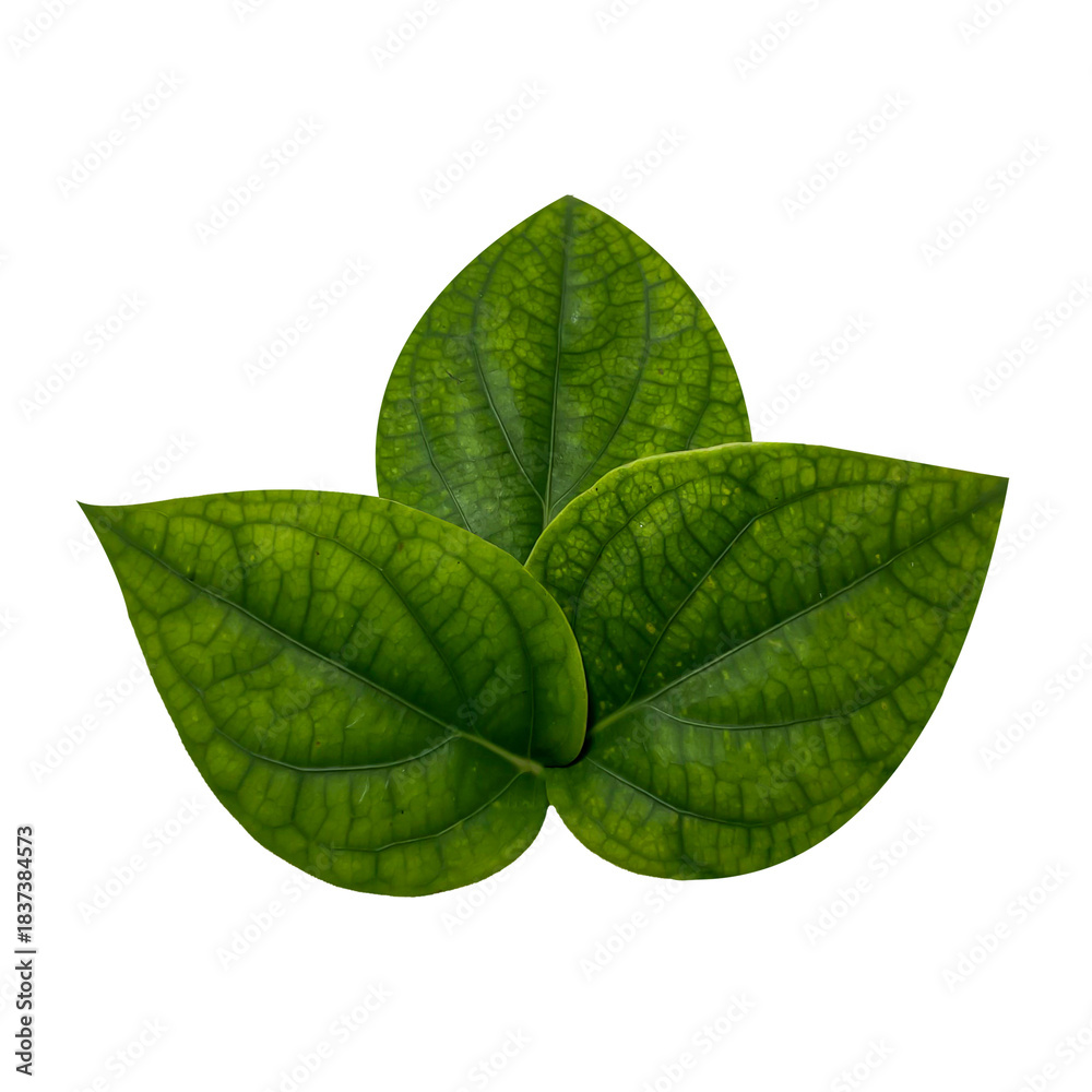 Obraz premium Layered Betel Leaves Stack – Fresh Botanical Isolated