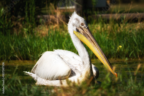 A Great White Pelican. Pelecanus onocrotalus swimming in the waters of lake