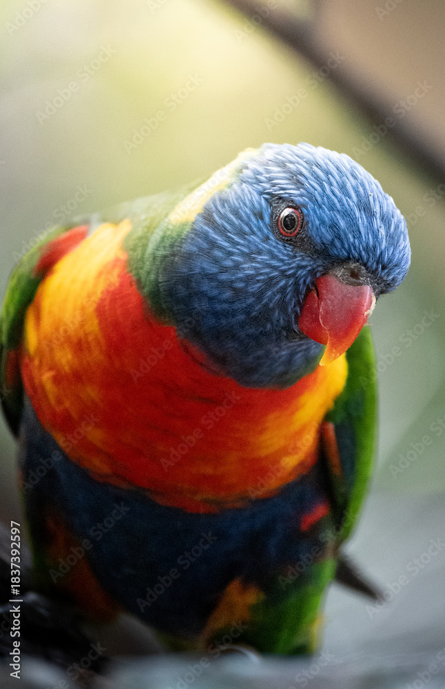 Naklejka premium retrato de loro colorido tropical 