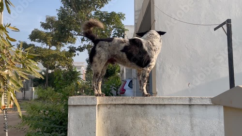 Black-and-White Border collie Dog Standing on a Compound Wall Outdoors