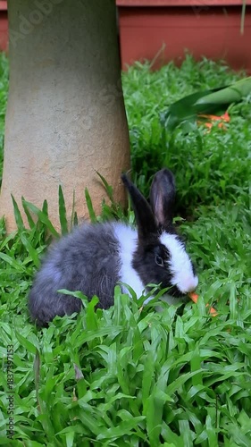 Cute black and white rabbit eating carrot on green grass, adorable pet moment, natural outdoor scene, calm mood, close up animal footage, wholesome lifestyle content.