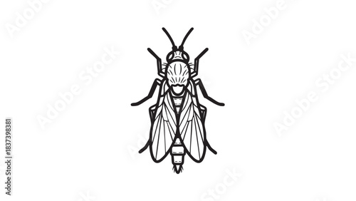 Detailed black and white illustration of a fly viewed from above against a plain white background