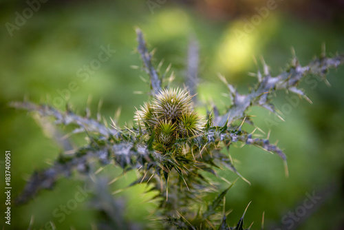 Very thorny